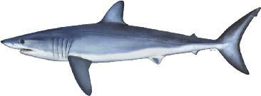 Some European shark facts You may think there aren t many sharks in European waters.
