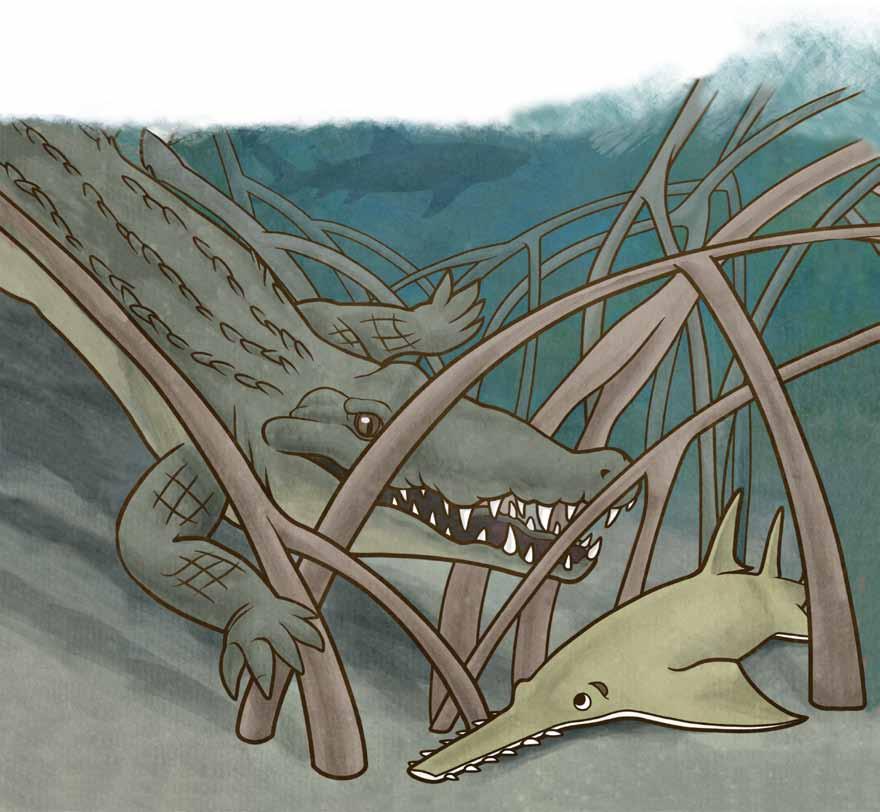 Baby sawfish like to hide in the mangroves, to stay