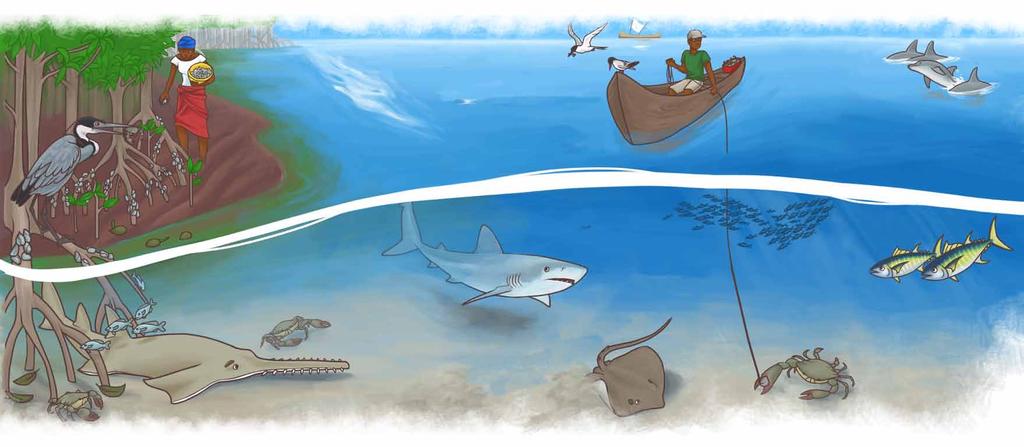 But why should we protect sawfish?