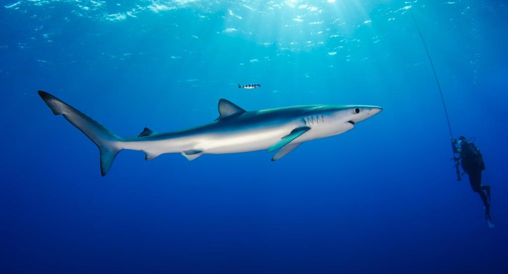 Records and statistics The most widespread shark is the blue shark, found in most of the world s seas and oceans. The sharks with the flattest bodies are wobbegong sharks and angel sharks.