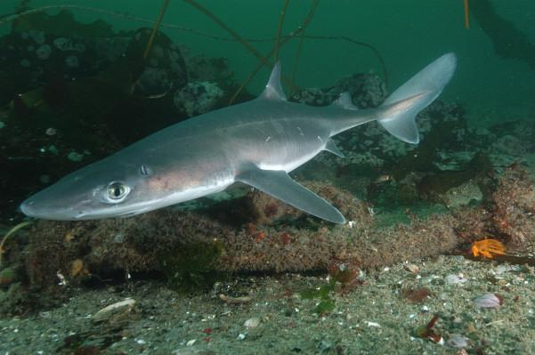 range from 75 years for spiny dogfish