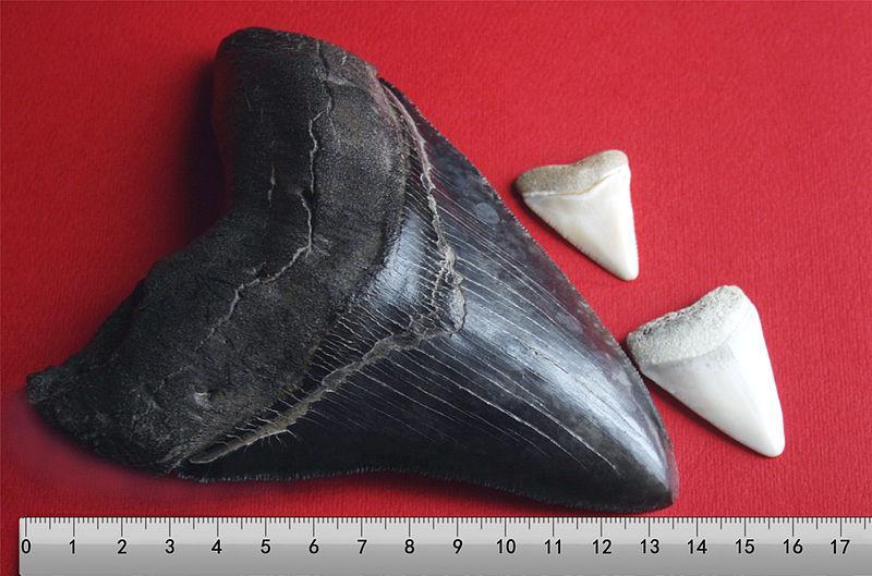 Big and small The biggest shark ever, Megalodon, is now extinct.