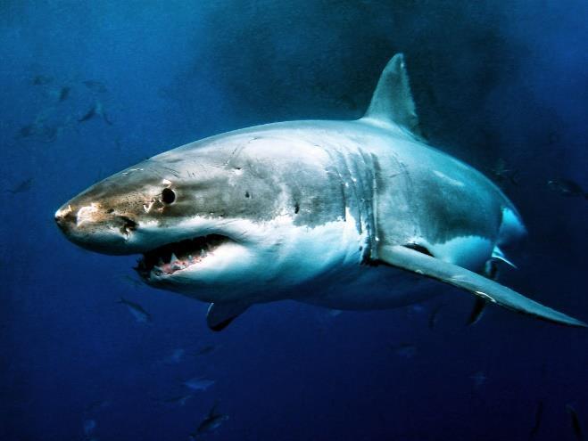 All about sharks Most sharks
