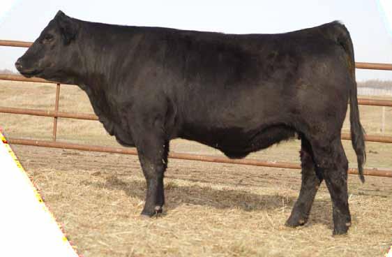 2 Black Simmental Bred Heifers Bred MRL Driller 107Z April 16. This is one of the cool heifers in the sale and one I wish was calving at MRL.
