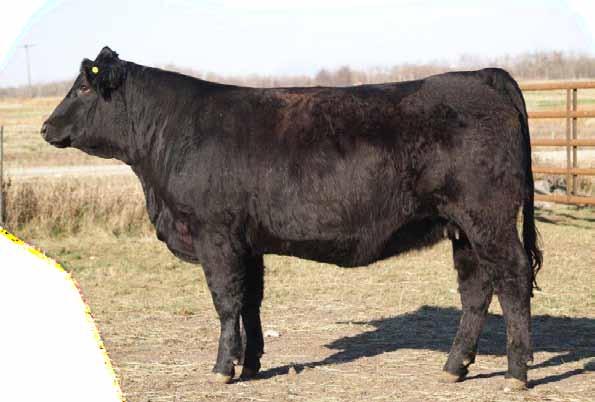 His sons have been popular the past couple of years and daughters are fabulous. Interesting pedigree on the bottom side out of a tank of a cow. Awesome female, cool pedigree.