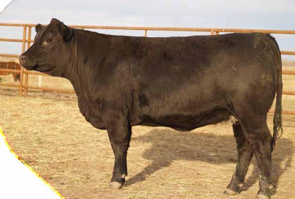 2 Black Simmental Bred Heifers Bred High Voltage April 23 PE to MRL Driller 107Z May 10 - May 30.