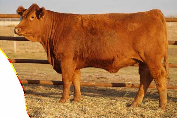 2 Bred MRL Red Force April 3 Here s a sweet female and one of our favourites by Destination and a dandy Red Force female. Moderate framed, broody and one that will turn into a front pasture cow.