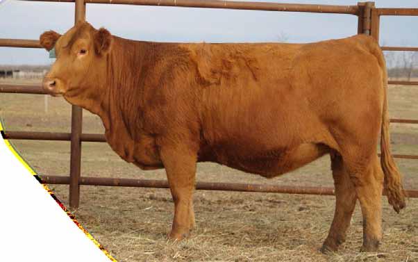 4 Bred IPR Red Western April 2 This set of Casino sired breds are a powerful group and this red baldy female is no exception. Her pedigree is loaded with maternal prowess.