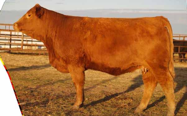 9 Bred MRL Red Force April 22 She s got that Casino look doesn t she? This ¾ blaze face female just screams brood cow.