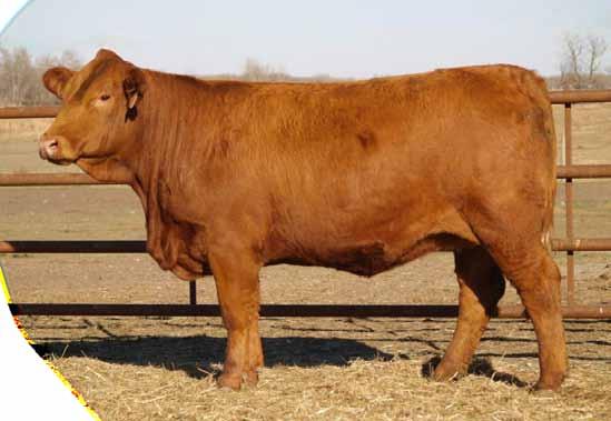 7 Bred MRL Driller April 29 This pen of First Choice breds will rival any females to sell this fall.