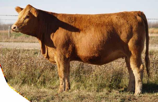 5 Bred MRL Destination March 26 The picture says it all, this female is awesome. Sired by the outcross $30000 True North bull owned by Bata Simmentals in ND.