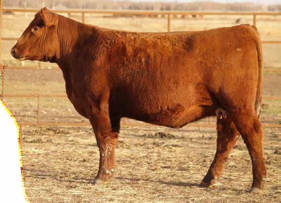 HILL M NAPOLEON 522R RED EGGEN 272D 12G MISS 42J BW WW YW MLK TM CE MCE -1.0 53 82 17 43 5.0 7.0 Bred Final Answer May 7 What a way to start off this powerful group of Red Angus females.