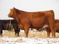 Simmental, Red Angus and