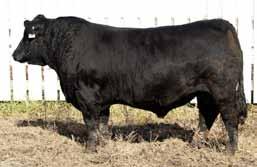 maternal traits - First calves are outstanding - Exclusive genetics to MRL and Ashworth Farm & Ranch LFE Red casino