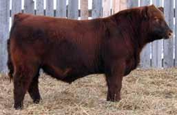 structure -Low birth, big weaning, extra capacity -Homo polled MRL DRILLER 107z - Outcross calving ease pedigree - Dam