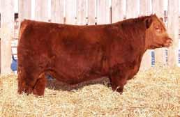 Homo polled, hetro black - Co-owned with Come As UR Simmentals Bar E-L Warden - High Selling Red Angus bull in Canada