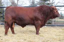 of the town mrl integrity 76y -High selling $48,000 Black Bull 2011 -Exclusive genetics to MRL & Ashworths -Unmatched
