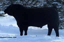 Force - High selling bull at 09 Sale for $30,000 - Calving ease sire stacked full of maternal power and carcass values -