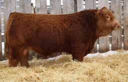 breed leading sire - Super sound, well balanced with more depth and overall mass than you can imagine - Highly maternal