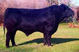 bull 2012 Bull Sale to Nisku Farms - Intriguing pedigree Crosby X Shear Force Donor Cow - A bull we used heavily - Homo