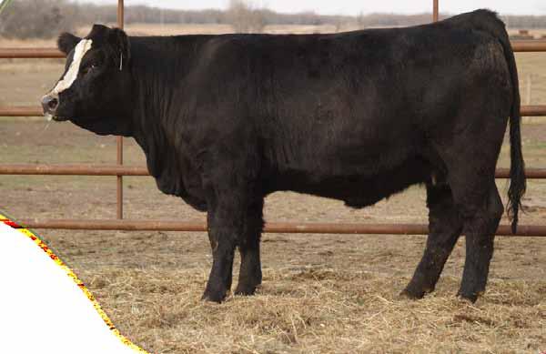 On the bottom side of this pedigree is our 557U donor cow who raised the $20,000 MRL Power Packed bull also in 2012 going to Come As UR that went on to sire the $90,000 Red Rocket bull for them last