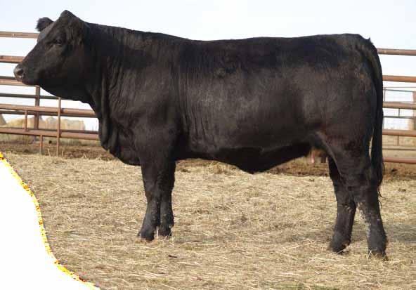 5 Bred TH Black Edition April 25 This female has been one of the favourites in the pen since she was a calf.