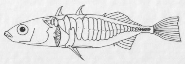 Completely-plated Partially-plated Low-plated Figure 1. Three morphs of the three-spined stickleback as described by Hagen and Gilbertson (1972).