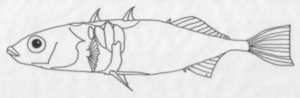 of plates and a keel which is often weakly expressed. Low-plated individuals have a few anterior plates, and the keel is absent.