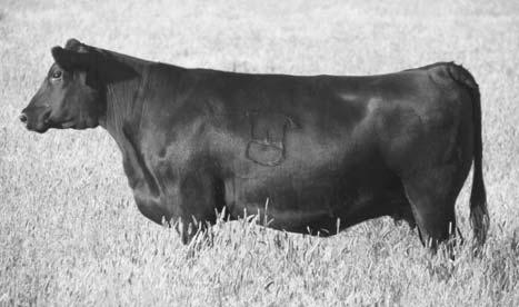 Thistledew Cattle Company The Common Sense Cowman Breeding Program For years we followed the conventional wisdom that what we wanted were balance trait cows.