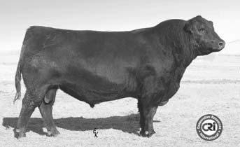 These heifers covered over 3,000 acres this summer AI Sire to Lot 57 - GDAR Game Day This heifer