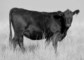 cows. Montana bred heifers like these are extremely durable as they are used to covering a