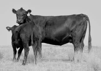 of P Heifers The P heifers are one of my favorites as they come from my