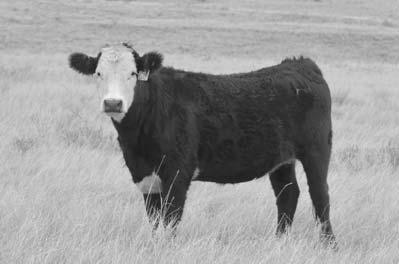 He is a highly sought after proven calving ease and breed leading in growth traits.