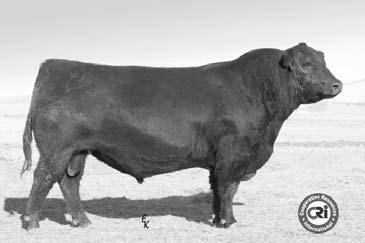Their heifers stem from some bulls from the famous Padlock Ranch in Wyoming.