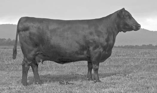 Combining the Donna cow family and Sitz Alliance and you have high libido breeding bulls. This genetic blend is one of the most successful in the Angus business.