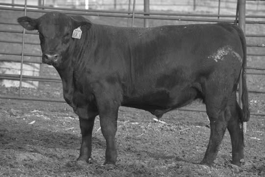 Wintering Program Bulls purchased for $3,000+ will receive free wintering until March 1st.