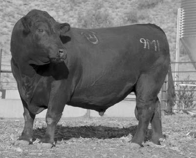 fleshing ability. He is bed to beat the conditions we have faced in the last year. This bull will likely be the best bull in the sale when he matures. His mother is a flat out jewel.