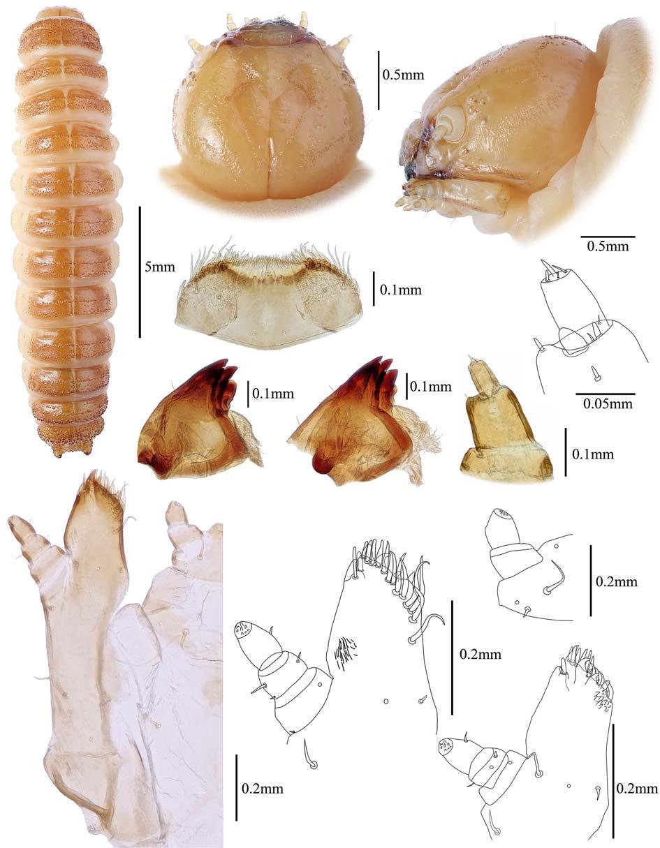 A Review of Larval Encaustini from Russia 381 75 76 77 81 74 78 79 80 85 83 82 84 Figs 74 85. Megalodacne bellula, larva: 74 dorsal habitus; 75 head, dorsal; 76 head, lateral. Scale bars = 0.