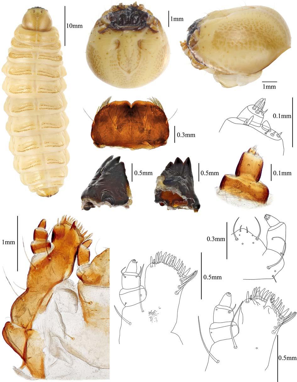 A Review of Larval Encaustini from Russia 369 7 8 13 9 6 10 11 12 17 15 14 16 Figs 6 17.