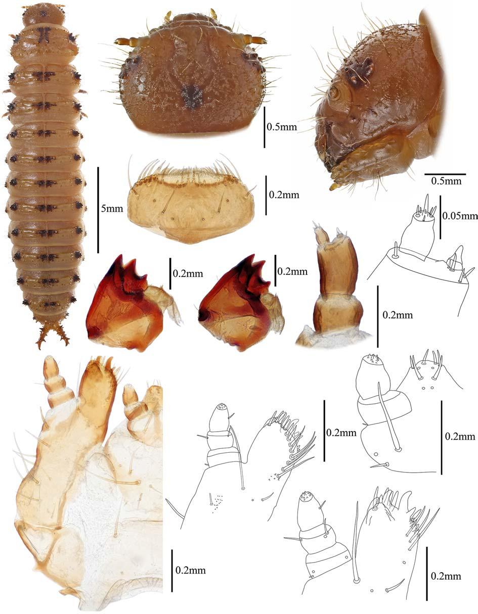 A Review of Larval Encaustini from Russia 375 41 42 43 47 40 44 45 46 51 49 48 50 Figs 40 51.