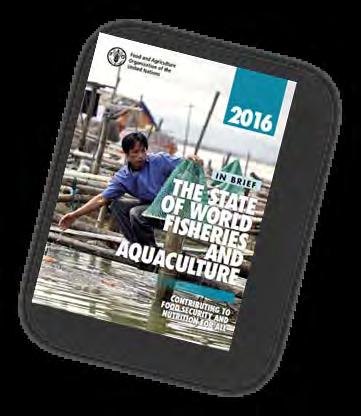 Aquaculture Trends Production (Mt) 80,000,000 70,000,000 60,000,000 50,000,000 40,000,000 30,000,000 20,000,000 10,000,000 0 Growth rate - 1995 2004, 7.2%/yr growth - 2005 2014, 5.