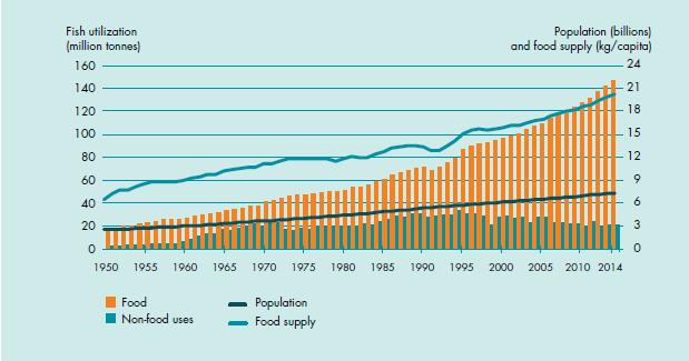Per capita fish supplies have doubled over the past half century, despite a