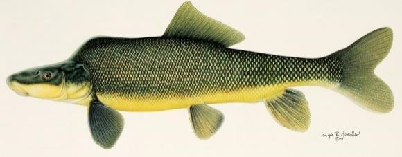 Only Speckled Dace (f) and Roundtail Chub (d) are found throughout the Colorado River Basin.
