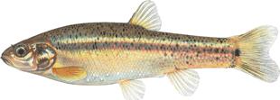 of the Endangered Species Act, the Colorado pikeminnow, has been extirpated from the Grand Canyon for many decades.