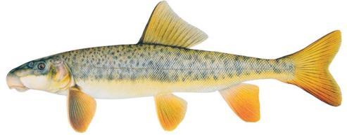 Populations of Colorado pikeminnow today persist north of Glen Canyon Dam in the upper Colorado River Basin, in the Green