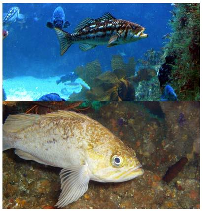 Marine Sanctuaries Conservation Series ONMS 2015-07 Economic Impact of the Recreational Fisheries on Local County Economies in California s National Marine