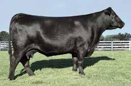 Blackbird 1274, the donor dam of Lot 5 presently places among proven dams in the top 1% for CED; 3% for BW; 4% for $W; 5% for Marb; 10% for RE and $G; 15% for Milk; 20% for $F and $B; and 25% for WW