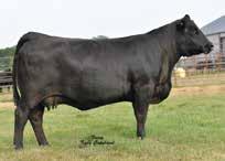 JB HENRIETTA PRIDE D989 Lot 10 Henrietta Pride D989 presently places among non-parent females in the top 10% for YW; 15% for WW, RE and $F; 20% for $B; and 25% for $G.