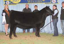 Primrose 0731, the donor dam of Lot 14 presently ranks among proven dams in the top 1% for $W; 2% for Milk; 10% for CED; 15% for RE; 20% for BW, $F and $B; and 25% for WW and CW.