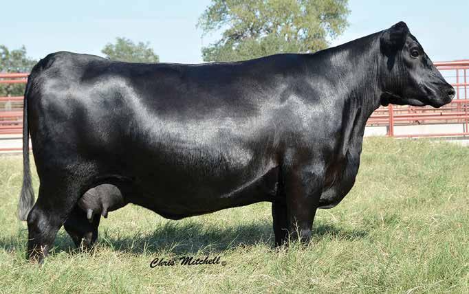 Headlining the foundation RE producing Ruby family, a heifer pregnancy from the $500,000 feature of the High Roller Angus donor program, Ruby 2357.